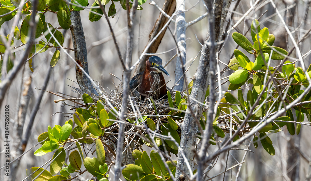Obraz premium green heron female on nest of eggs