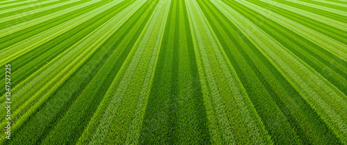 Vibrant green lawn with detailed stripes creating a refreshing and serene atmosphere representing well-manicured grass in a sunny outdoor environment