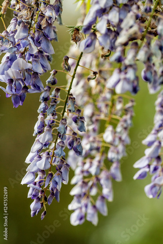 Purple Wisteria Flowers, Inniswood Metro Gardens, Westerville, Ohio photo