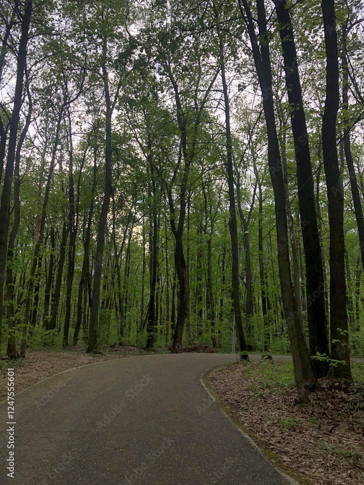 Fototapeta premium A lush green forest with tall trees reaching towards the bright blue sky on a sunny day. Sunlight filters through the leaves, creating a peaceful and refreshing natural scene. 