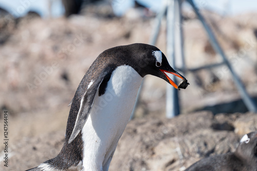 Gentoo building the nest with the stones. Antarctica photo