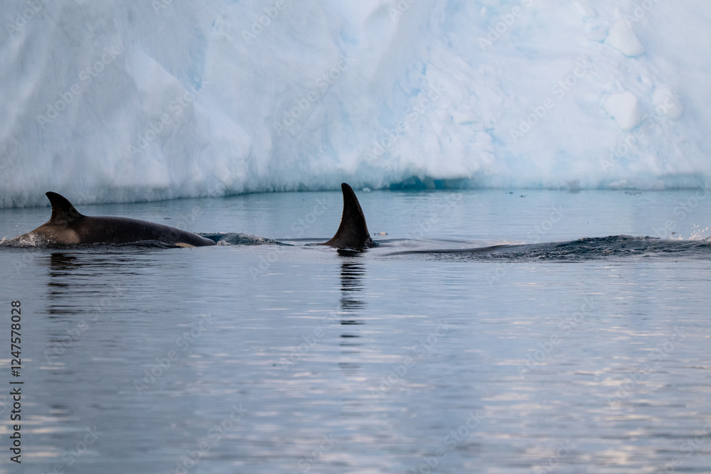 Fototapeta premium Orca's back in the ocean. Killer whale in the wild nature. Antarctica. Orcinus orca.