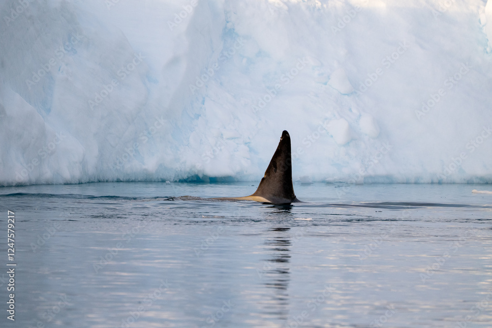 Fototapeta premium Orca's back in the ocean. Killer whale in the wild nature. Antarctica. Orcinus orca.