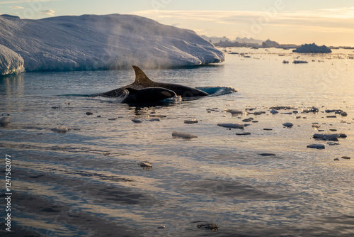Orca's back in the ocean. Killer whale in the wild nature. Antarctica. Orcinus orca.