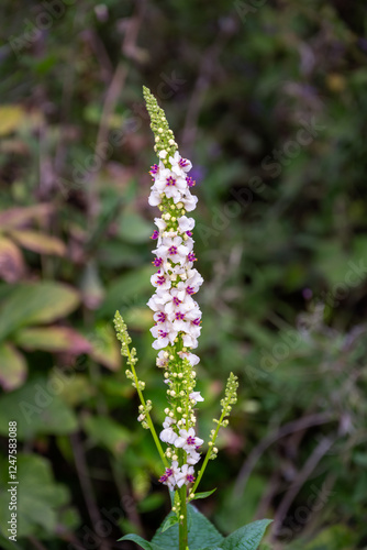 Beautiful white and purple flowers of Verbascum chaixii 'Album' or nettle-leaved mullein in summer, close up