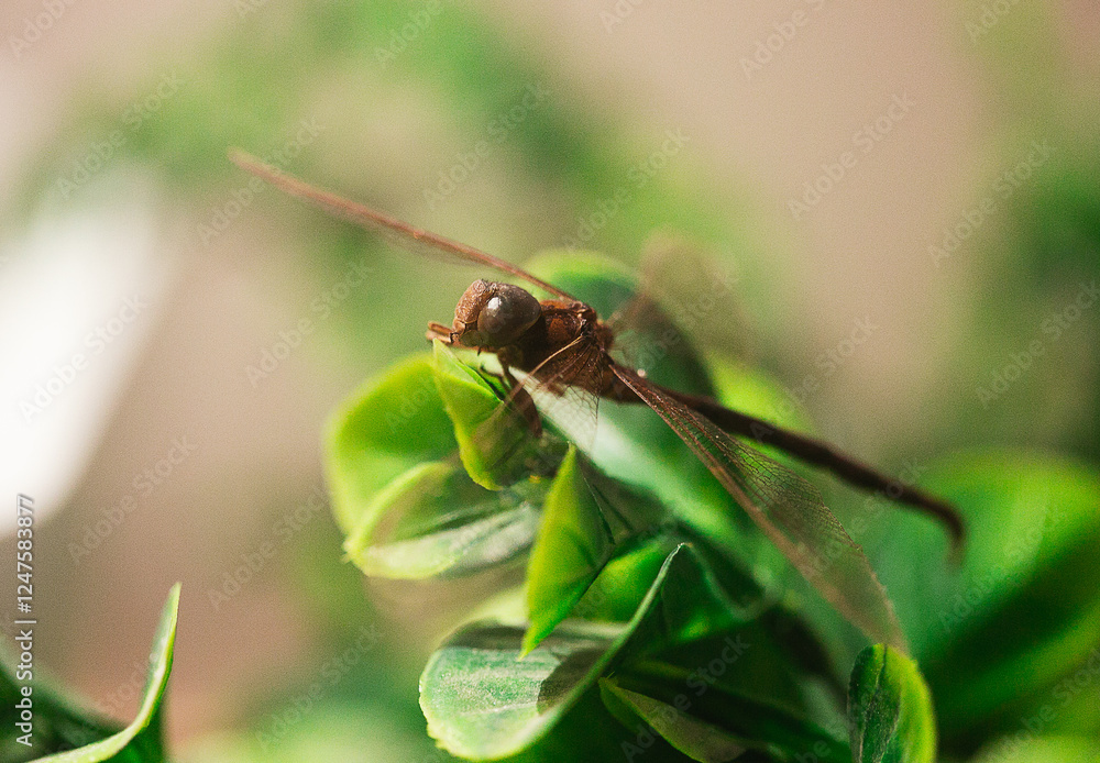 Naklejka premium dragonfly resting on a leaf