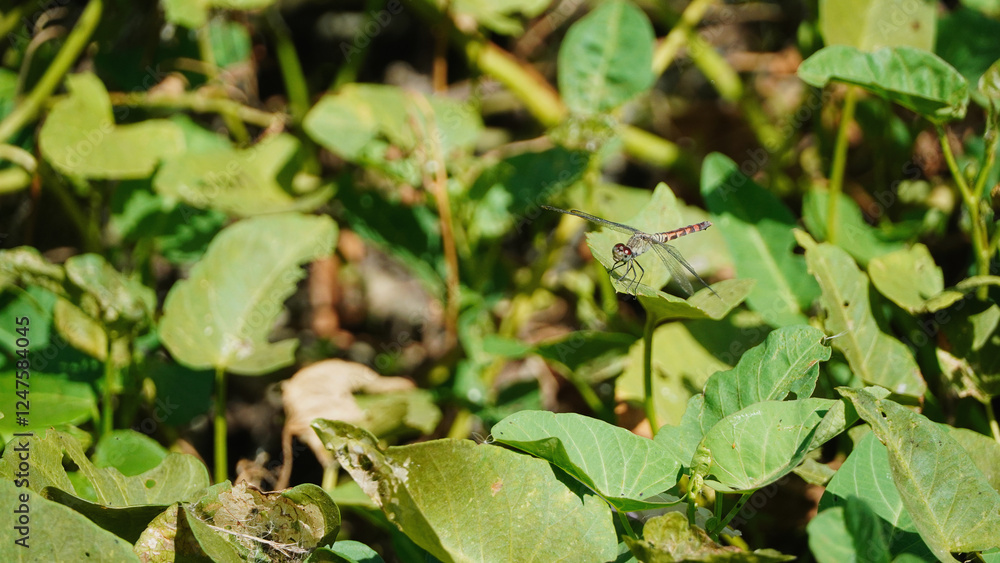dragonfly posing on the leaf of a creeper