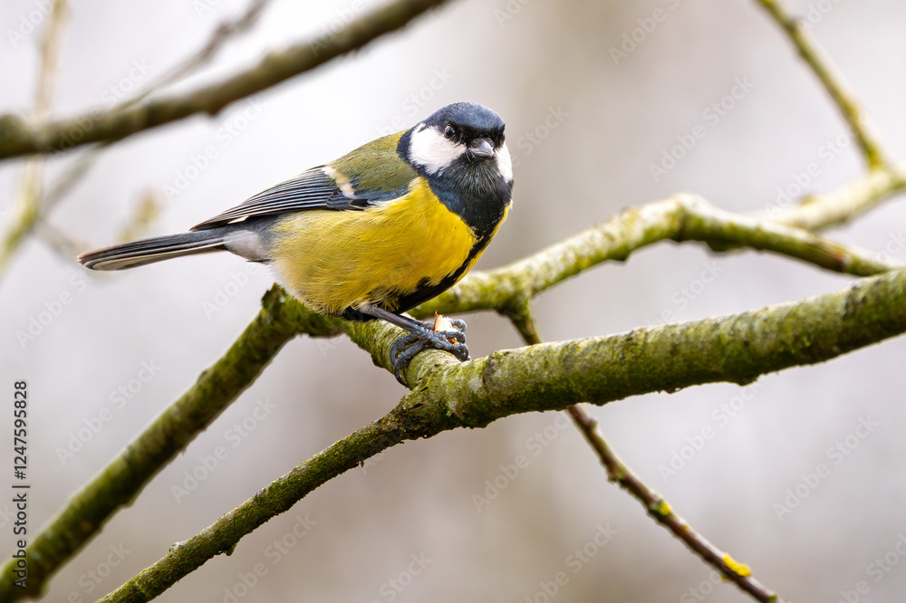 Kohlmeise mit Futter im Winter auf einem Ast / Vogel Kohlmeise mit Futter im Winter auf einem Ast / Vogel