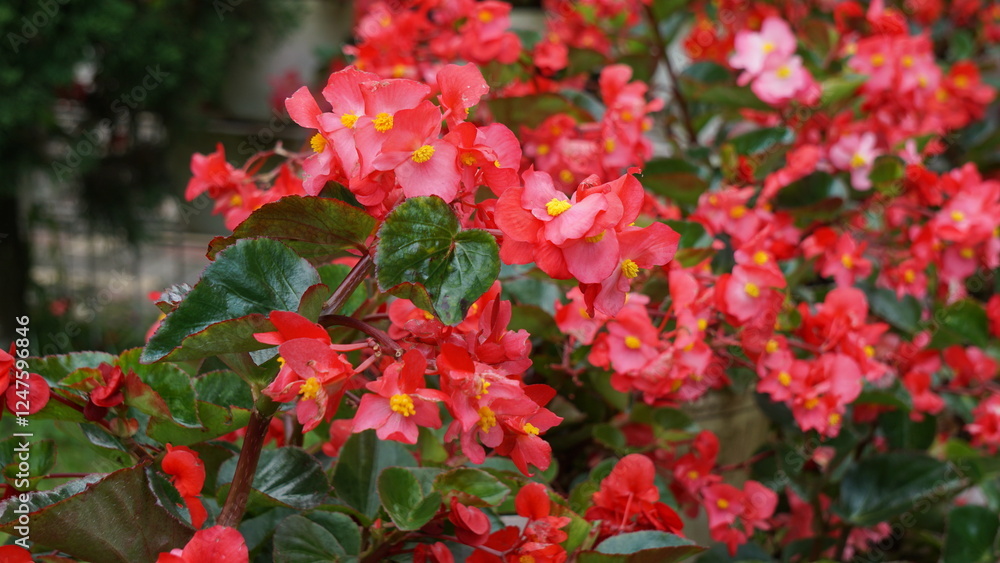 Sinningia speciosa (Gloksinia, Brazilian gloxinia). Sinningia speciosa, sometimes known in the horticultural trade as gloxinia Sinningia speciosa (Gloksinia, Brazilian gloxinia). Sinningia speciosa, sometimes known in the horticultural trade as gloxinia