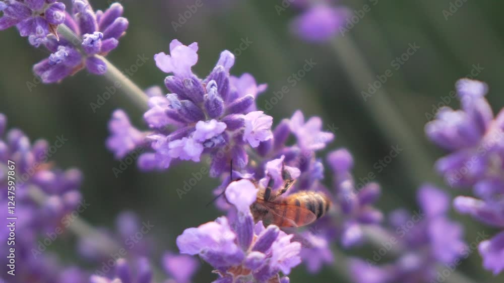 Bee Gathering Nectar from Lavender Flowers Bee Gathering Nectar from Lavender Flowers