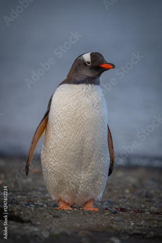 gentoo penguin in antarctic territory photo