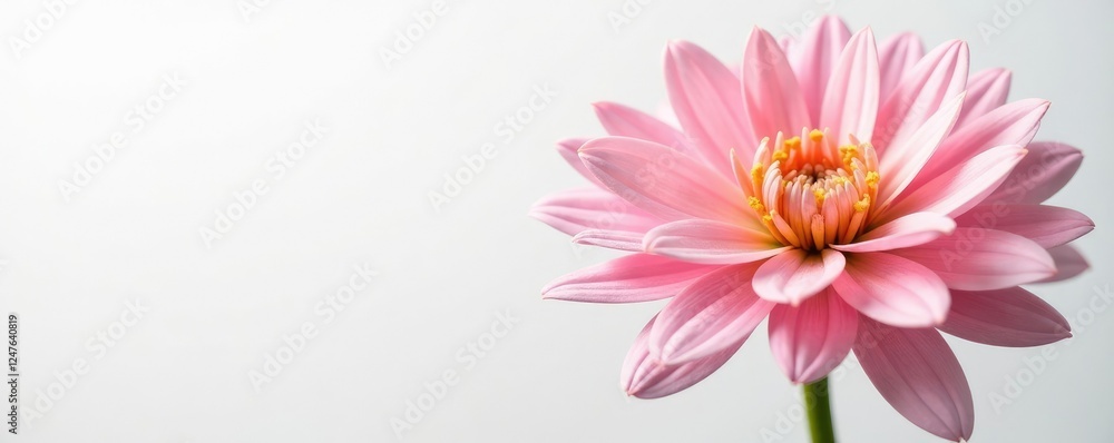 Obraz premium Delicate petals of chrysanthemum flowers on white background, nature, botanical, bloom