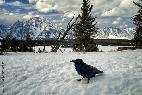 Raven (Corvus corax) & Mt Moran; Grand Teton NP; Wyoming photo