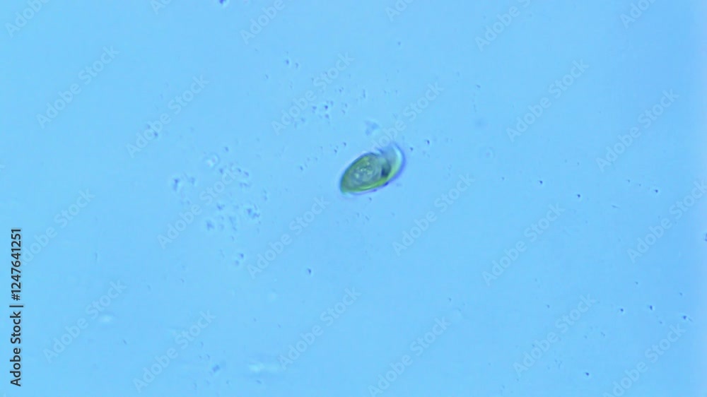 Spinning Green Algae under the microscope - 400X Spinning Green Algae under the microscope - 400X