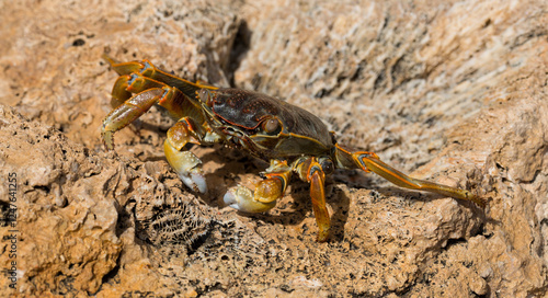 Grapsus albolineatus is a species of decapod crustacean in the family Grapsidae. Crab, on a reef rock. Fauna of the Sinai Peninsula. photo