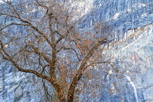 Black oak tree against granite wall in Yosemite National Park