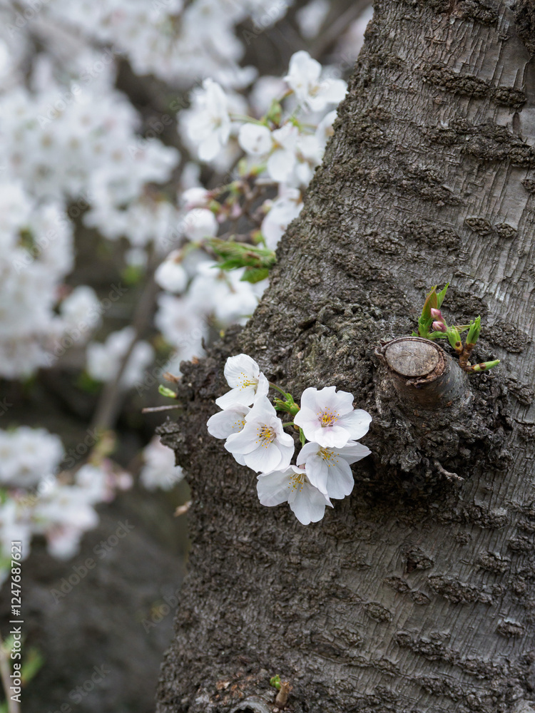 桜咲く