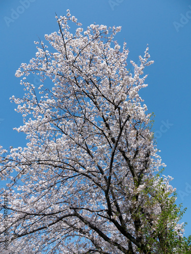 Obraz na płótnie 桜咲く w salonie
