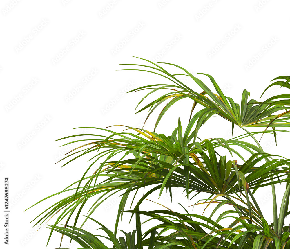 corner palm Tree branch isolated on white background. also known as the Rhapidophyllum hystrix, needle palm, European fan palm, Phoenix roebelenii, dwarf date palm, pygmy date palm, robellini palm. corner palm Tree branch isolated on white background. also known as the Rhapidophyllum hystrix, needle palm, European fan palm, Phoenix roebelenii, dwarf date palm, pygmy date palm, robellini palm.