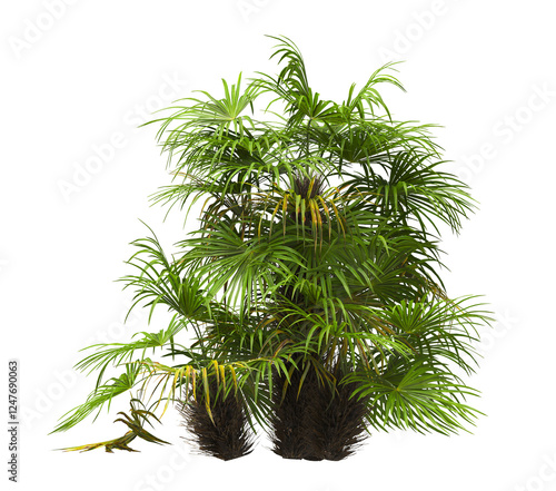 palm Tree isolated on white background. also known as the Rhapidophyllum hystrix, needle palm, European fan palm, Phoenix roebelenii, dwarf date palm, pygmy date palm, robellini palm, Chusan palm. photo