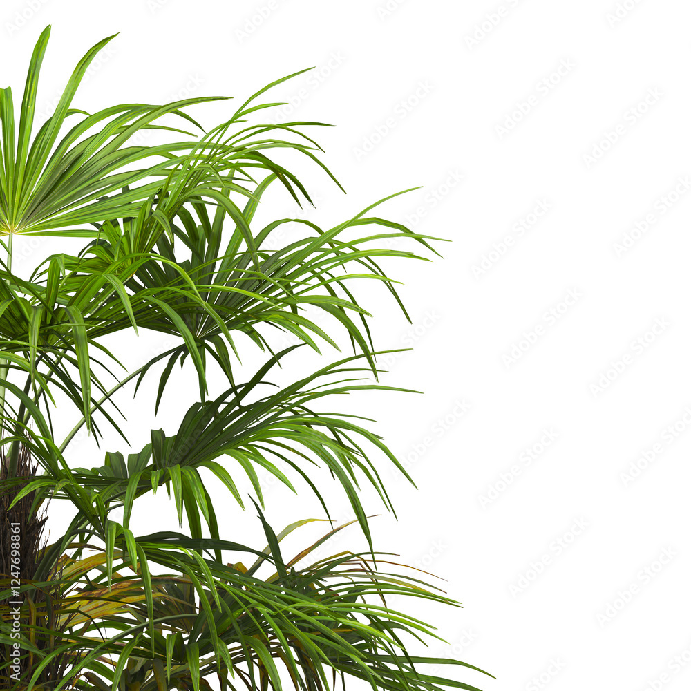 corner palm Tree branch isolated on white background. also known as the Rhapidophyllum hystrix, needle palm, European fan palm, Phoenix roebelenii, dwarf date palm, pygmy date palm, robellini palm. corner palm Tree branch isolated on white background. also known as the Rhapidophyllum hystrix, needle palm, European fan palm, Phoenix roebelenii, dwarf date palm, pygmy date palm, robellini palm.