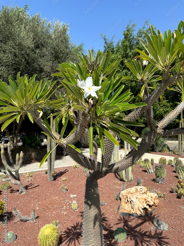 Φωτογραφία Blooming Pachypodium lamerei in the Cactus Park on the the campus of the Weizman