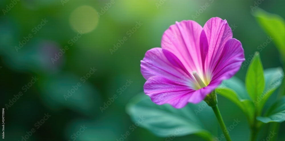 Fototapeta premium Delicate petals of Clitoria ternatea unfolding, floral, nature, flowers