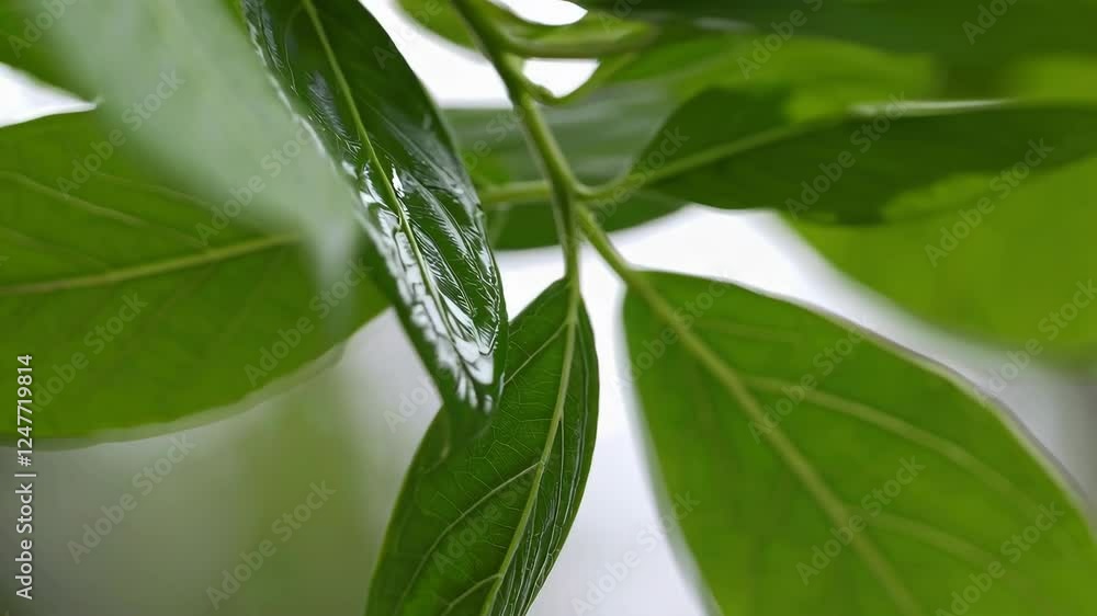 Lush green leaves are prominently displayed, highlighting the fine veins and rich texture. The setting creates a serene atmosphere perfect for appreciating nature's details. Lush green leaves are prominently displayed, highlighting the fine veins and rich texture. The setting creates a serene atmosphere perfect for appreciating nature's details.