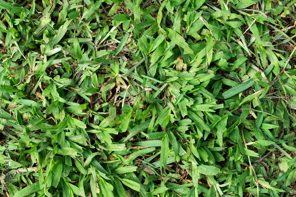 Obraz premium Grass plant leaf
