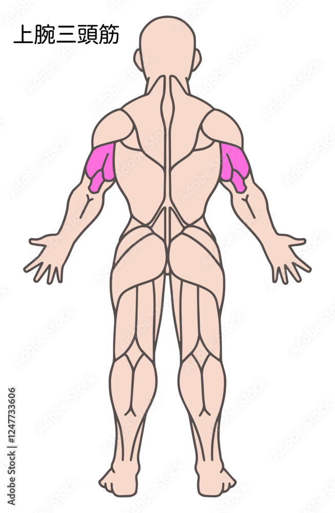 上腕三頭筋、人体の筋肉図 上腕三頭筋、人体の筋肉図