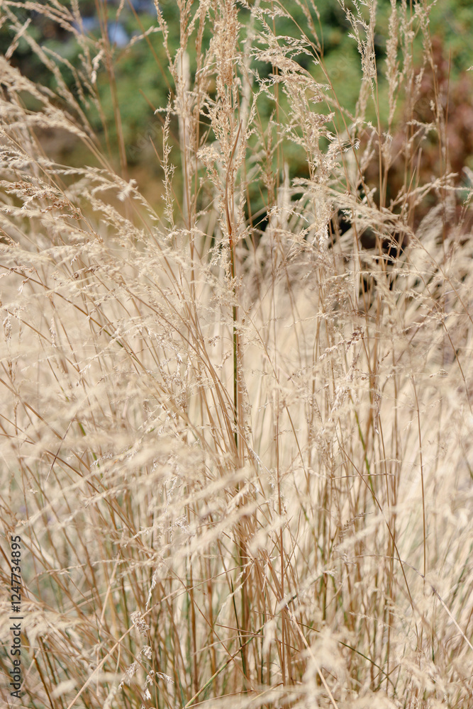 Fototapeta premium dry summer grasses in australian rural landscape