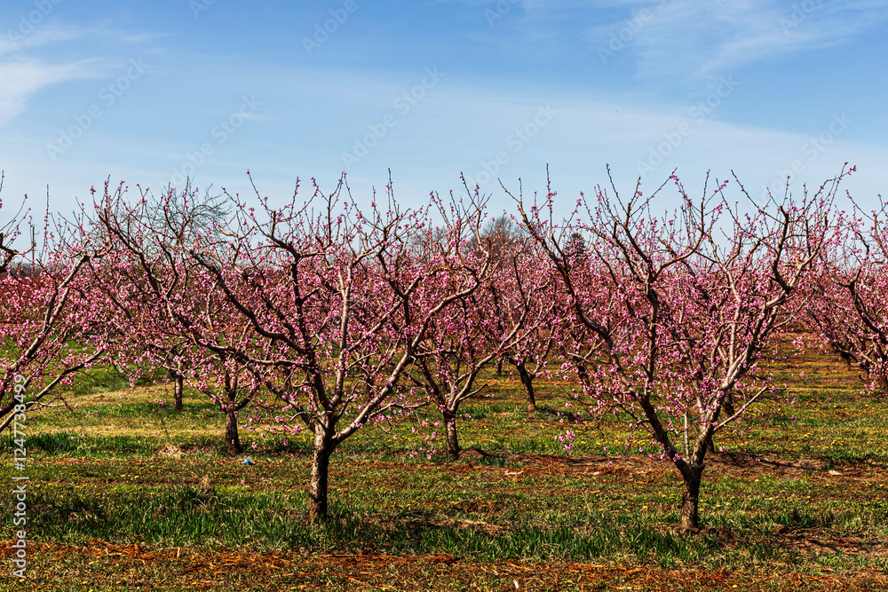 Blooming peach trees in the fields over blue sky , spring time Blooming peach trees in the fields over blue sky , spring time