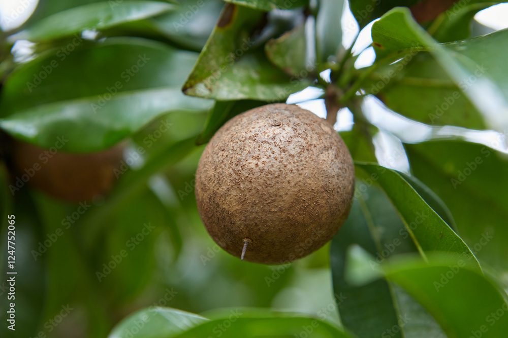 Close-up view of unripe Sapodilla or Ciku fruit on tree Close-up view of unripe Sapodilla or Ciku fruit on tree