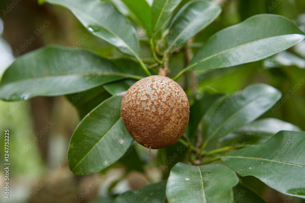 Obraz premium Close-up view of unripe Sapodilla or Ciku fruit on tree