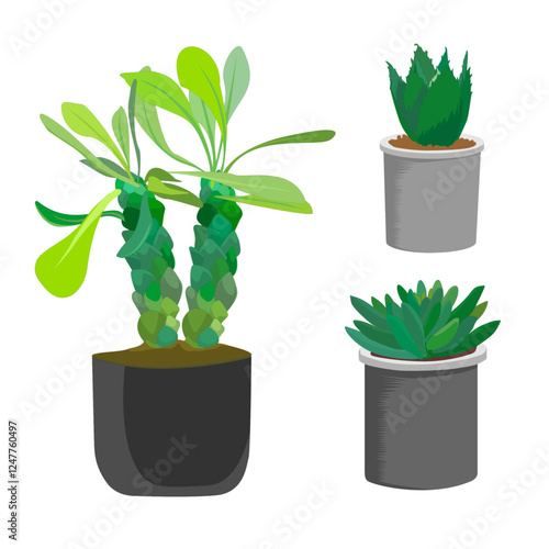 indoor succulents plants like aloe, cactus, echeveria plants, decorative plants,artificial plants, pot plants, vector, 