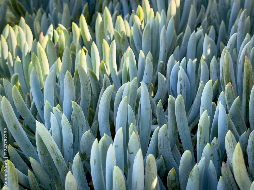 Obraz premium A closeup view of the blue chalksticks plant.