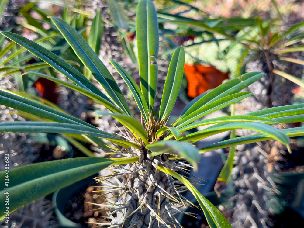 Obraz premium A view of a succulent called Madagascar palm.