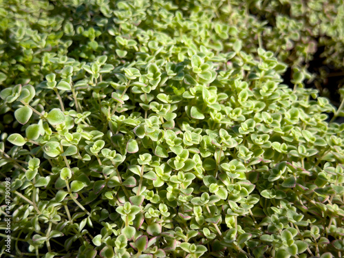 Wallpaper Mural A view of leaves from the Little Missy Sedum plant. Torontodigital.ca