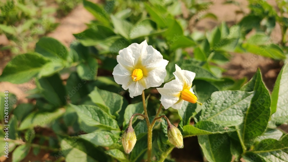 Potato plant flowers in field, blooming potato flowers, close up view Potato plant flowers in field, blooming potato flowers, close up view