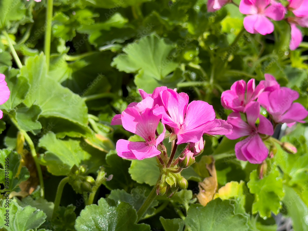 A view of some pink zonal geranium flowers, on display at the nursery. A view of some pink zonal geranium flowers, on display at the nursery.