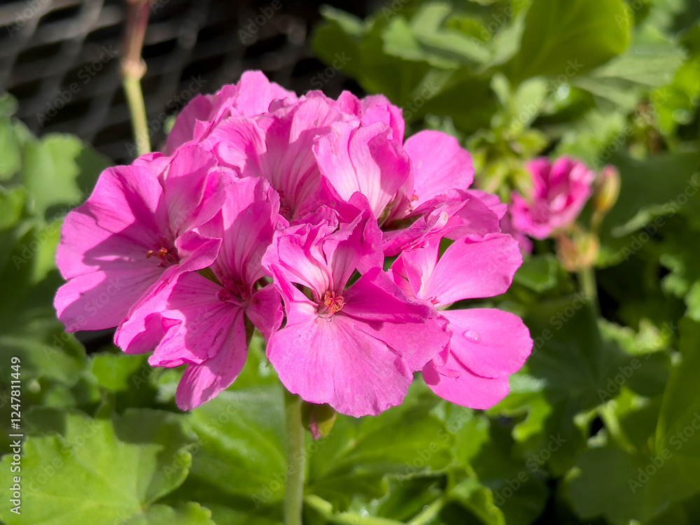 A view of some pink zonal geranium flowers, on display at the nursery. A view of some pink zonal geranium flowers, on display at the nursery.