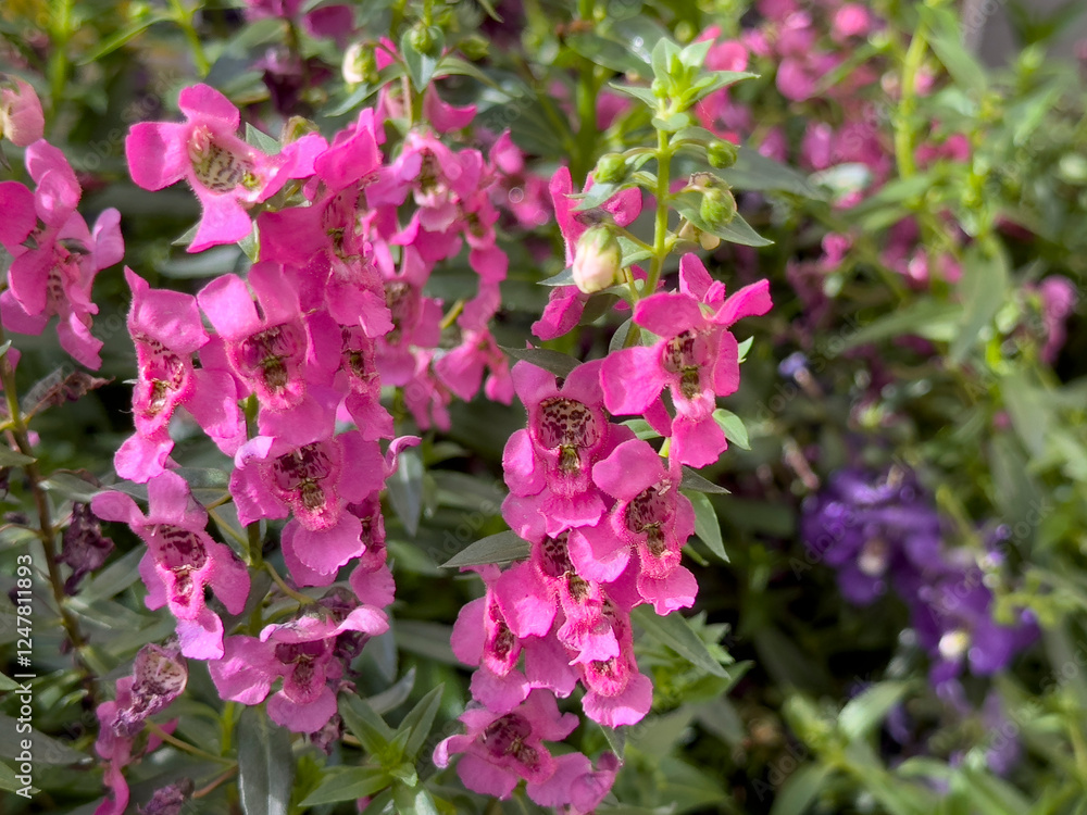 Fototapeta premium A view of some pink summer snapdragon flowers, on display at the nursery.