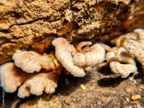 Photography of Picipes melanopus mushroom or fungi stuck in a tree branch. photo