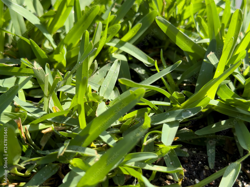 Fototapeta premium A closeup view of some St. Augustine grass, on display at the nursery.