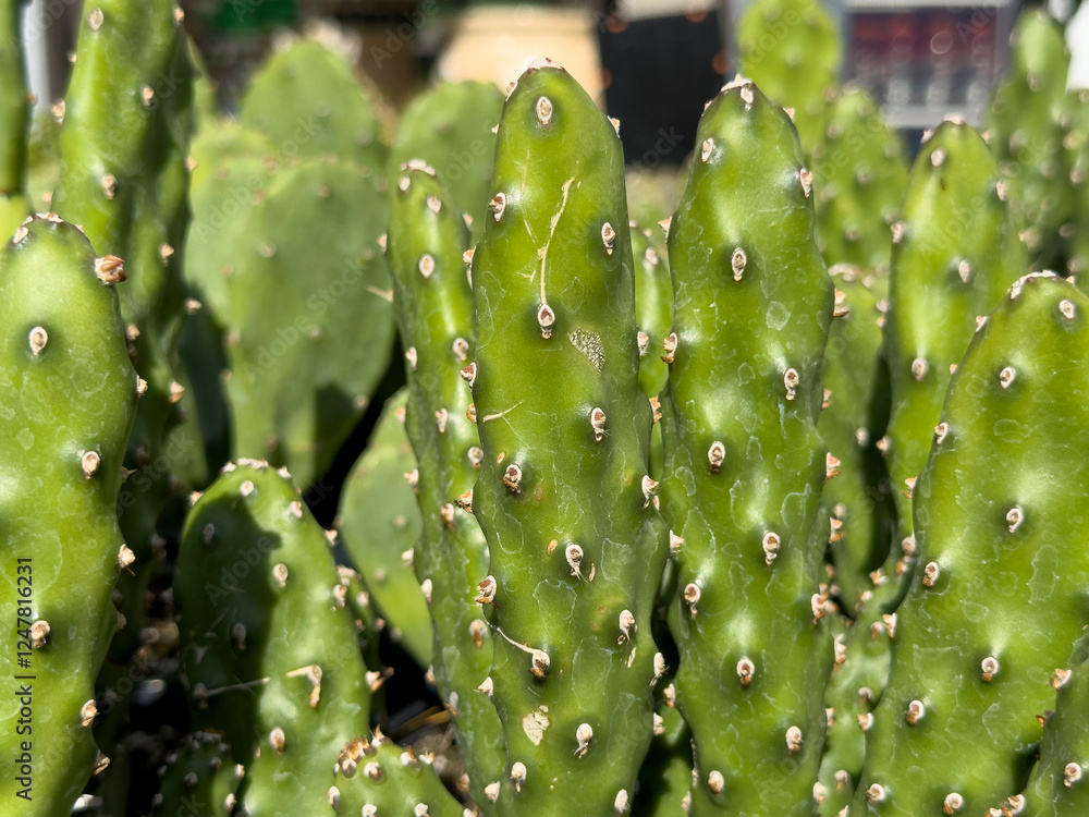 A view of some opuntia quimilo cactus plants, on display at the nursery. A view of some opuntia quimilo cactus plants, on display at the nursery.