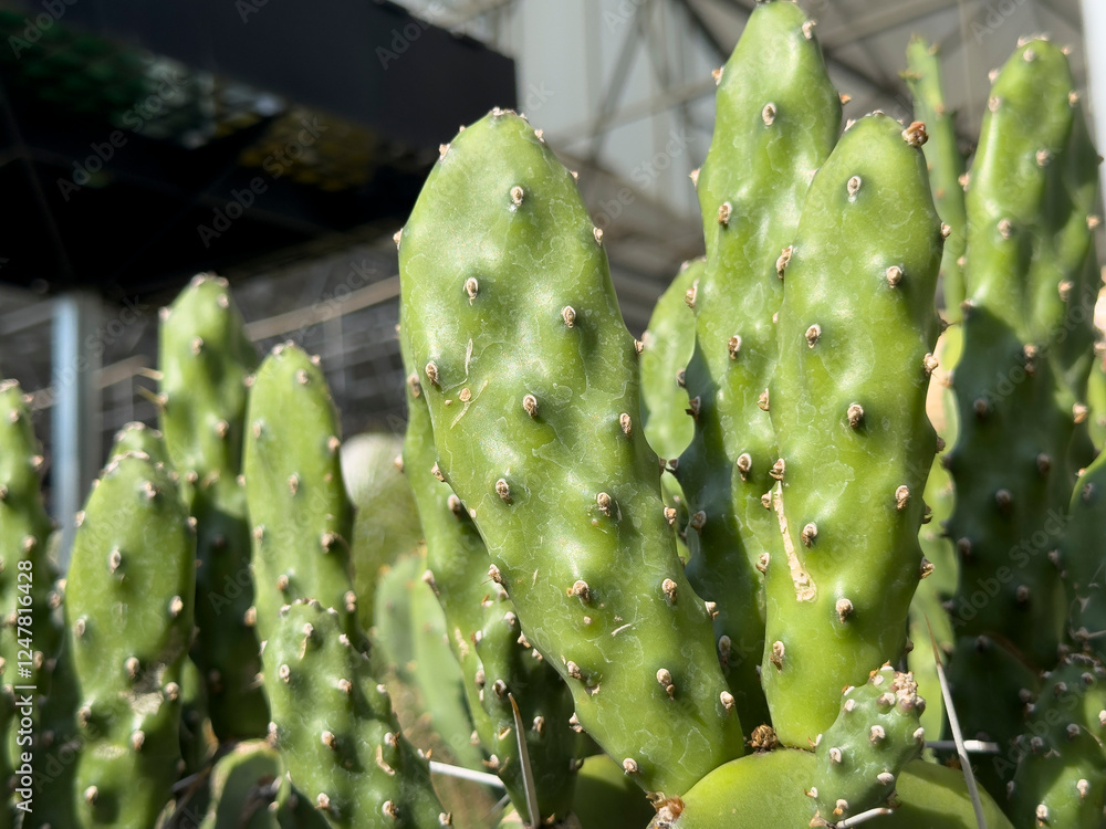 A view of some opuntia quimilo cactus plants, on display at the nursery. A view of some opuntia quimilo cactus plants, on display at the nursery.