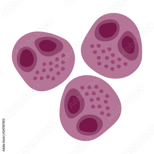 Cytomegalovirus