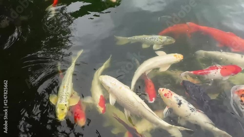 Colorful Fish Swimming in a Pond Water Feature and Garden Area With Plants and Beautiful Reflections. Water Lilies and other Plants are visible as well. Fish have many Colors and Patterns. Top View