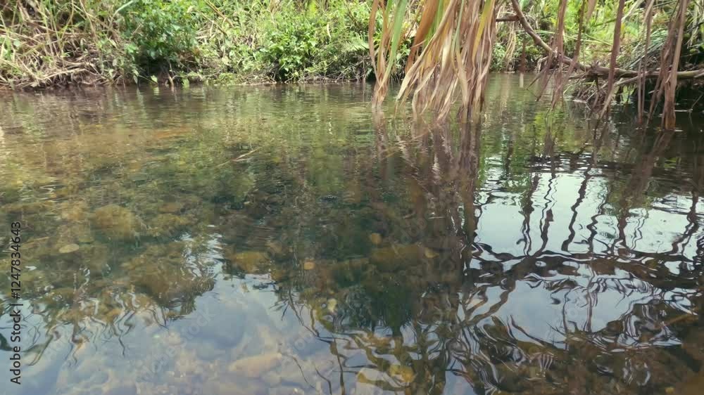 The river water that is still clear and clean has not been polluted by waste The river water that is still clear and clean has not been polluted by waste