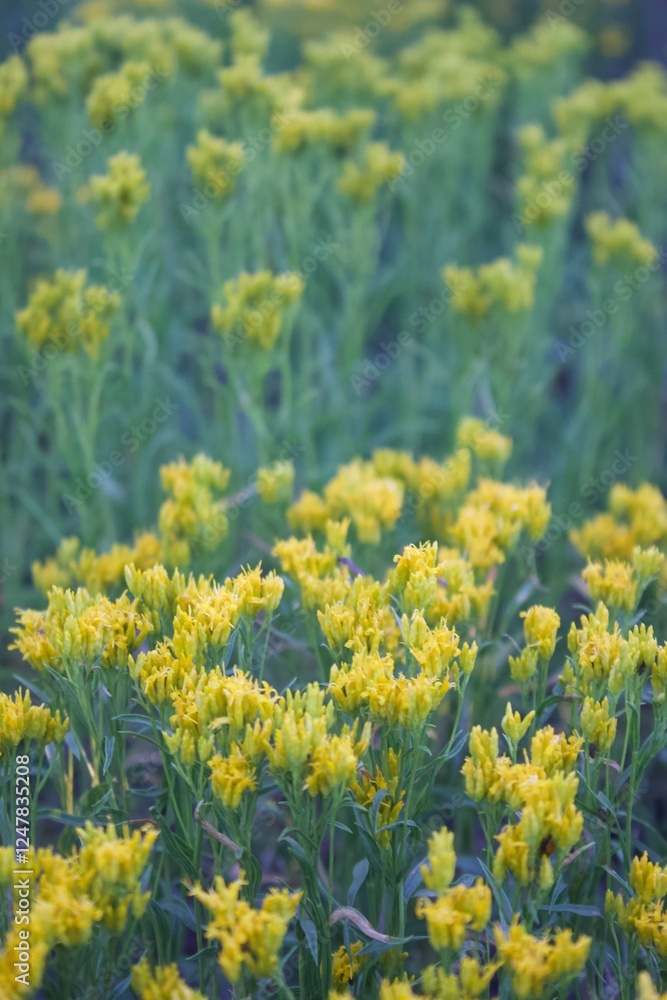 Obraz premium Small Flowers